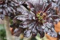 eaba8870-IMG_9742 aeonium.jpg